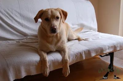 Grzeczni Podopieczni - szkolenia i hotel dla psów, terapia behawioralna zwierząt